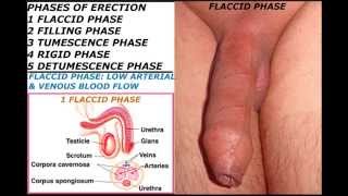 Human penis part 10 : Phases of erection and Erectile dysfunction .18+ Educational purposes only