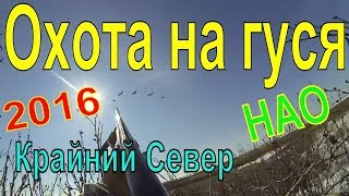 ОХОТА НА ГУСЯ. 2016. Весна. Крайний Север. НАО