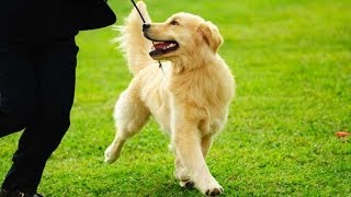 Канада 154: О содержании собак и канадских собачниках