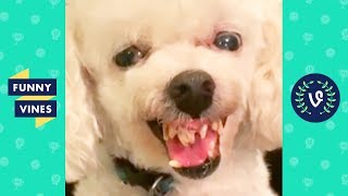 TRY NOT TO LAUGH - Funny Pet Videos!