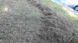 Good Example of August Lawn Thatching