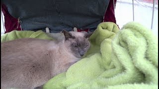 Traurige Nachricht: Meine Katze Yozora ist plötzlich an Darmkrebs verstorben