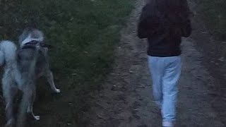 ДВА ХВОСТИКА  СО МНОЙ ?