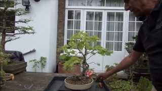 How to Bonsai - Lime Bonsai tree - Light pruning