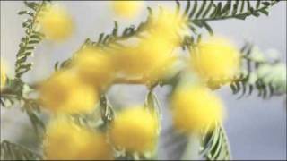 A. Vivaldi: RV 113 / Concerto for strings & b.c. in C major / Budapest Strings