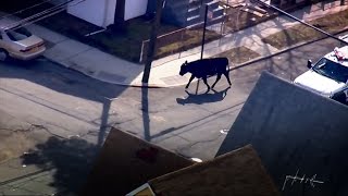 В США полиция устроила погоню с вертолётом за беглой коровой