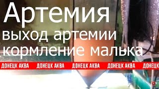 Артемия, Artemia, Корм для рыб, How to make fish food, cómo hacer alimento para peces, 如何使魚飼料