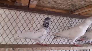 High flyer baby pigeons 2017 breed baby pigeons loft
