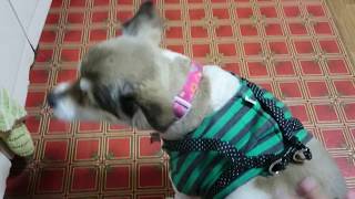 犬動画 今日のもこみち 2018年2月7日