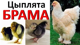 Цыплята породы БРАМА /  chickens Brama - просто прелестные :)