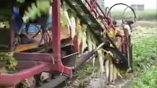 Японцы собирают урожай редьки