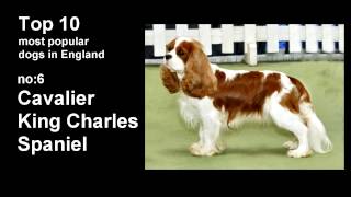 Top 10 popular dog breeds in the UK