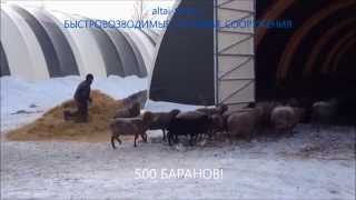 АНГАР ОВЧАРНЯ для овец! ОВЦЕВОДСТВО как бизнес. Разведение овец, содержание зимой
