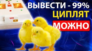 Как выводить 99% цыплят в инкубаторе