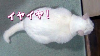 「イヤイヤ！」しっぽで駄々をこねる白猫ユキ  White cat Yuki wags her tail and to act up