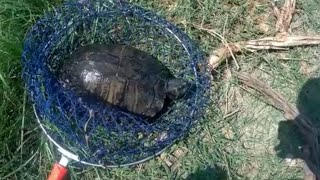 Buscando tortugas!!??