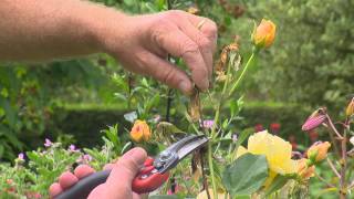 Comment entretenir vos rosiers ?