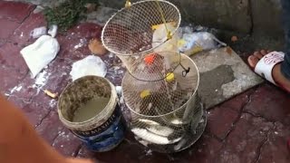 Cách bắt cá đối đơn giản và hiểu quả chỉ có ở Việt Nam