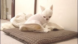 赤ちゃんみたいに可愛い犬のお昼寝！チワワのコハク