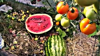 ЭКЗОТИЧЕСКОЕ МУЛЬЧИРОВАНИЕ! АГРОНОМА убедил только личный опыт!