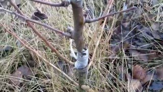 Как прижилась прививка груши по Железову 2 часть.
