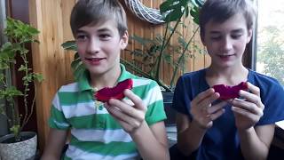 Близнецы пробуют ЭКЗОТИЧЕСКИЕ ФРУКТЫ! Часть II