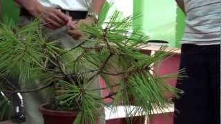 劉老師Lizika Liu--2012年7月24日示範-五葉松懸崖創作-整理枝幹-纏鋁線示範 (1)