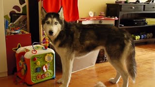Mishka the Talking Doesn't Want to Be Left Out!