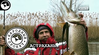 Крупная щука в мелких ериках. Рыбалка в Астрахани | Народный проект