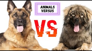 Немецкая овчарка VS Кавказская овчарка | ANIMALS VERSUS | ЭПИЧНОЕ ПРОТИВОСТОЯНИЕ. КТО ЖЕ СИЛЬНЕЙ!?