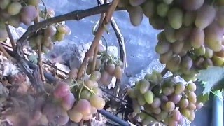 Сорт винограда Алладин - сезон 2015