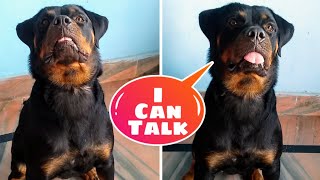 What If A Dog Can Talk Like A Human?, || (Roxy)