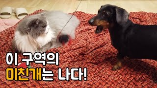 고양이 장난감에 미쳐날뛰는 닥스훈트 강아지