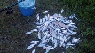 Очень успешный способ ловли - мормышка на летней удочке.