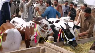 Watch Australian Friesian Wachian Price At Moweshi Mandi Jhang || آسٹریلین فریزین وچھیاں