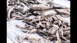 Лиса таскает рыбу. Ловля рыбы в Ямало-Ненецком автономном округе