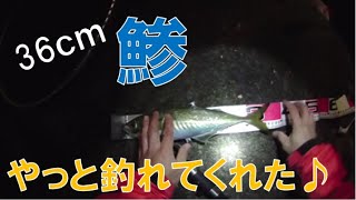 大鯵やっとキタ！メジナも釣れて大満足の極寒期地磯夜釣り【2020・1月下旬】