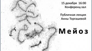Мейоз