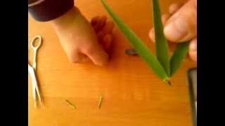 Ловля амура на камыш ч.2