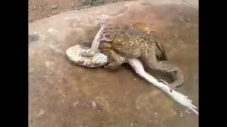 Лягушки занимаются