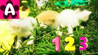 КОШЕЧКА МУРКА родила 3х котят. Учимся считать 1 2 3. Развивающее видео для детей #AlisebabyTV