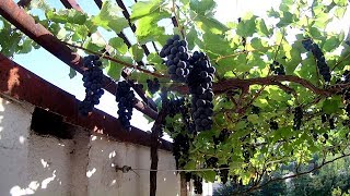 Виноград в горшке на балконе  +БОНУС Видео  ТАКОГО ВЫ НИГДЕ НЕ УВИДИТЕ !!! Cвоими руками