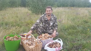 Тихая охота собираем Грибы Подберезовики в лесу Самарская область