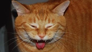 Смешные коты, кошки и котята. Смешное видео про котов и кошек. Funny cats video.