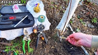 КАК ДЕЛАТЬ ПРИВИВКУ ПЛОДОВЫХ ДЕРЕВЬЕВ ВЕСНОЙ и ОСЕНЬЮ / ОПЫТ и СОВЕТЫ САДОВОДА ЛЮБИТЕЛЯ