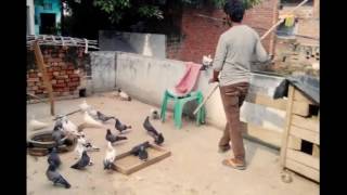 Top Breeds of Flying By Aman Prabhakar