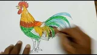how to draw a cock's picture step by step for kids
