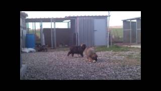 caucasian dogs fivehills kennel Greece