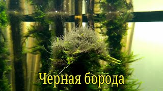Черная борода в аквариуме