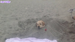 HARDEST VERSION Try Not to Laugh or Grin While Watching Funniest Vines & Best funny Fails